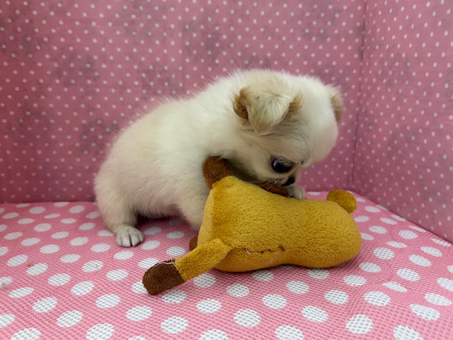 チワペキ（ペキチー、ペキチワ）