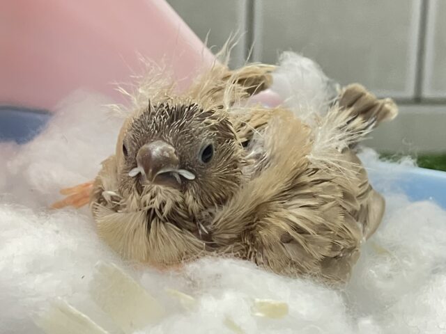 錦花鳥（キンカチョウ）