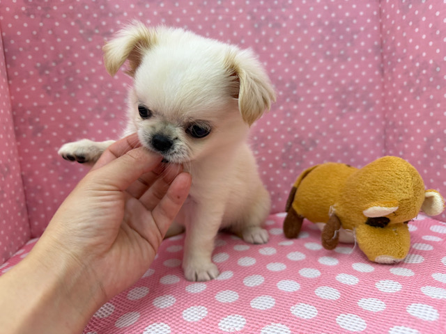 チワペキ（ペキチー、ペキチワ）