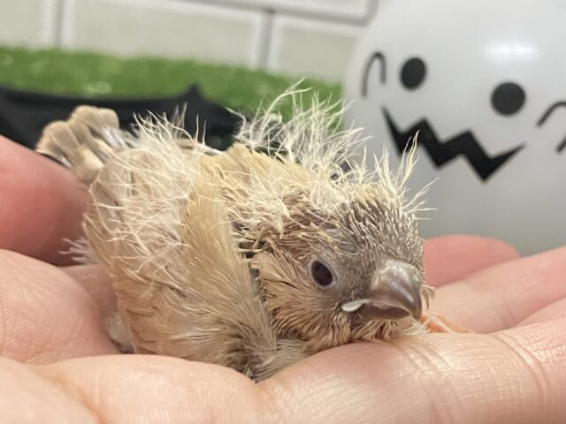 錦花鳥（キンカチョウ）