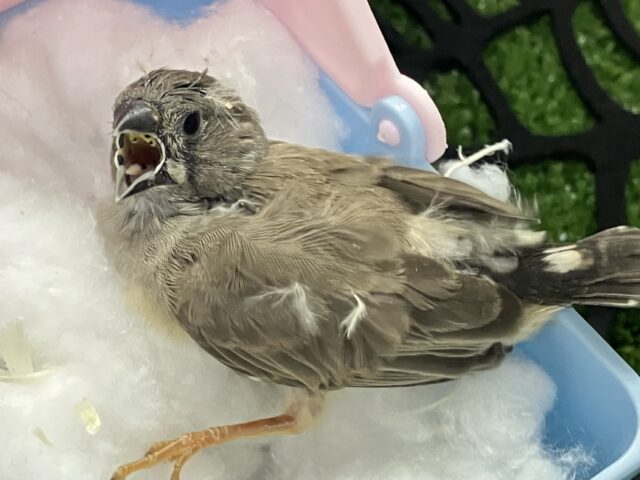 錦花鳥（キンカチョウ）