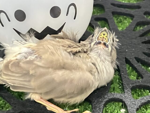 錦花鳥（キンカチョウ）