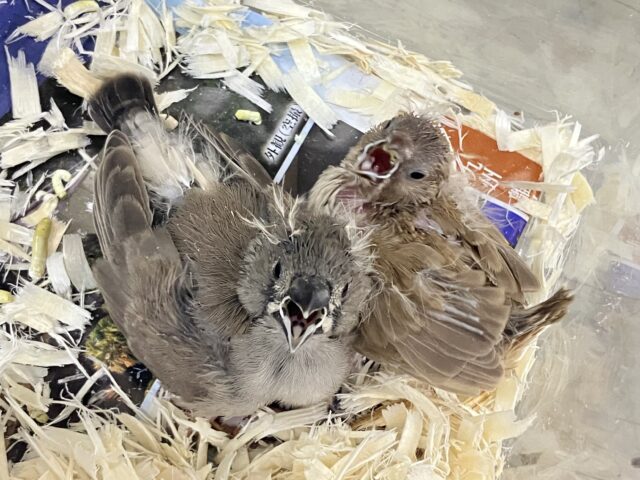 錦花鳥（キンカチョウ）