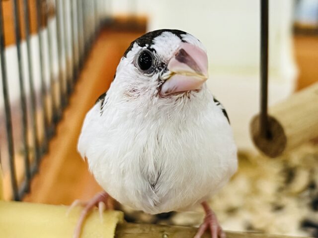 10/9更新☆白い生クリーム多めで♩十姉妹♡