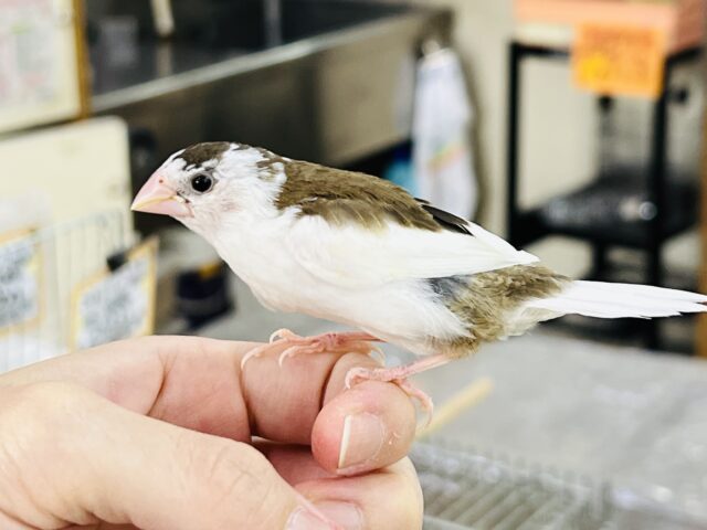 十姉妹（ジュウシマツ）