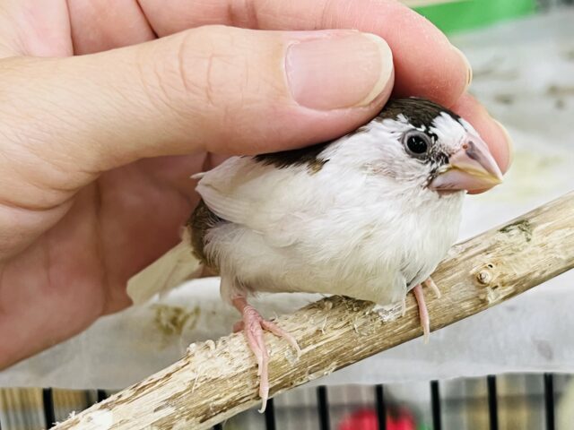 十姉妹（ジュウシマツ）