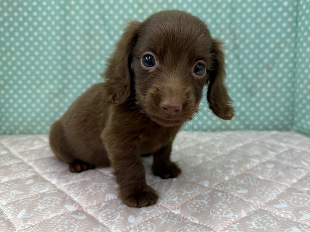 ミニチュアダックス