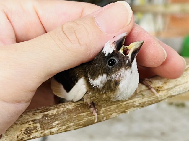 十姉妹（ジュウシマツ）