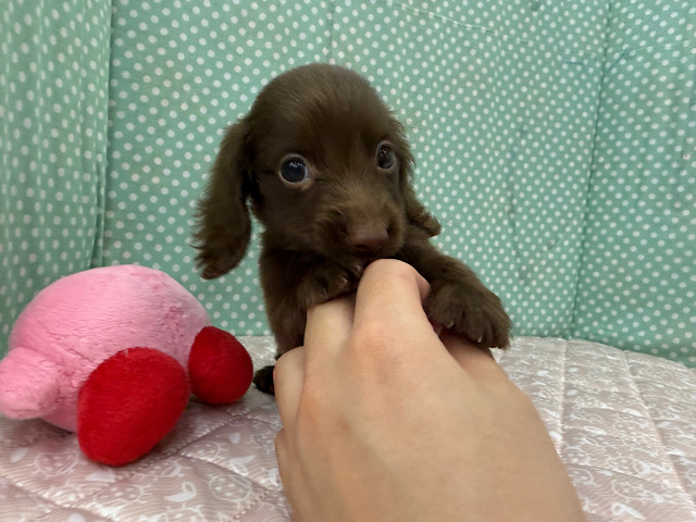 ミニチュアダックス