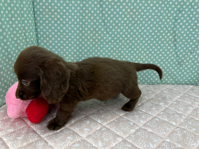 ミニチュアダックス