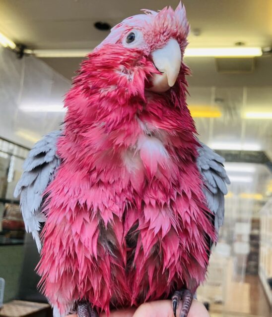 満開の愛嬌🌸♥︎︎∗︎*゚宇宙イチ❢❢ベタなれモモイロインコちゃん💟 モモイロインコ
