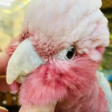 満開の愛嬌🌸♥︎︎∗︎*ﾟ宇宙イチ❢❢ベタなれモモイロインコちゃん💟