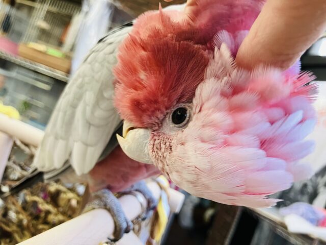 満開の愛嬌🌸♥︎︎∗︎*゚宇宙イチ❢❢ベタなれモモイロインコちゃん💟 モモイロインコ