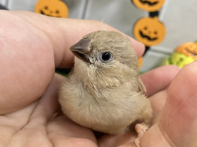 ✨最新画像✨ぺいぺいず💕𝐦𝐢𝐥𝐤 𝐭𝐞𝐚カラー担当🧋💭キンカチョウ(2025年9月生まれ)