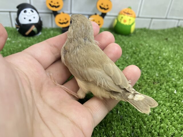 錦花鳥（キンカチョウ）