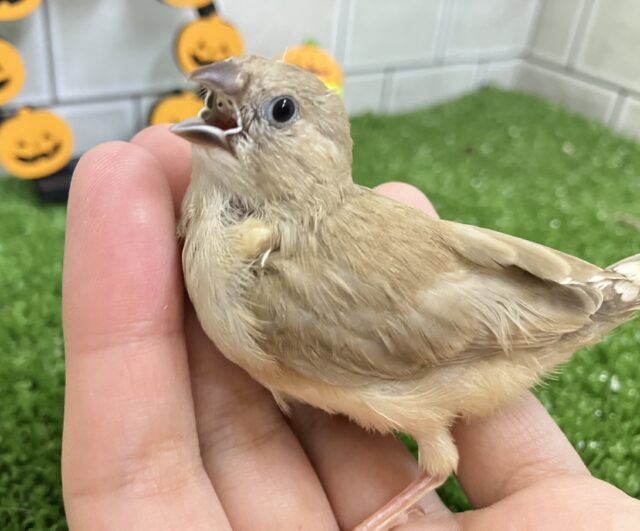 錦花鳥（キンカチョウ）