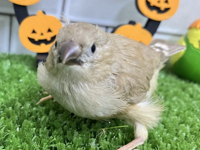 錦花鳥（キンカチョウ）