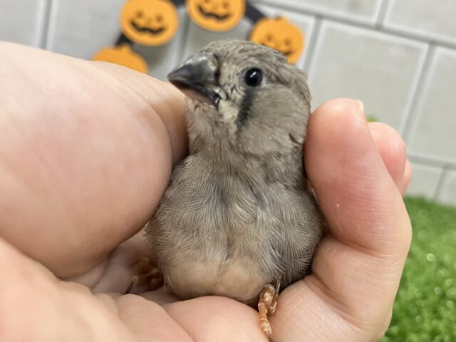 錦花鳥（キンカチョウ）