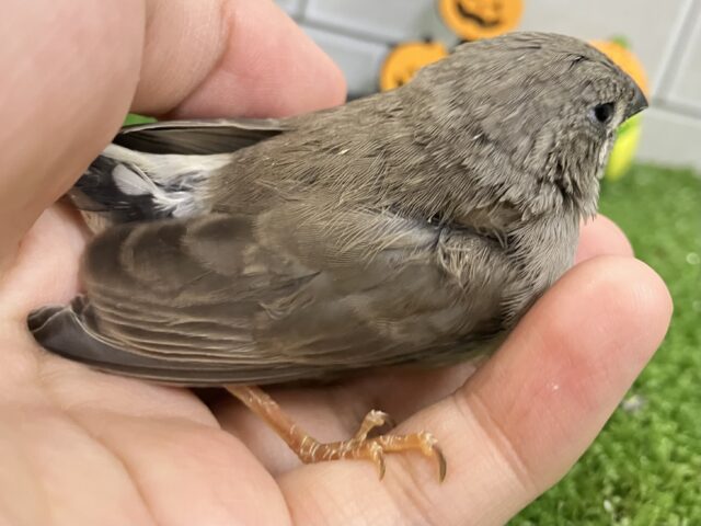 錦花鳥（キンカチョウ）