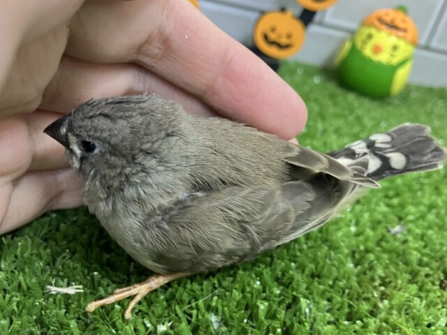 錦花鳥（キンカチョウ）