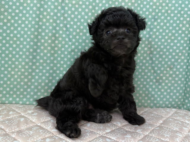 おっとり遊びすぎなぼくちん💫人目見たら虜になるよぉ🩵シルバーカラーのトイプードルの男のコきました🌟 トイプードル