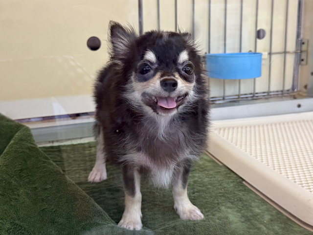 尻尾ブンブン💗嬉しくて嬉しくてもじもじしちゃう🤭チワワの男のコきました🌟 チワワ