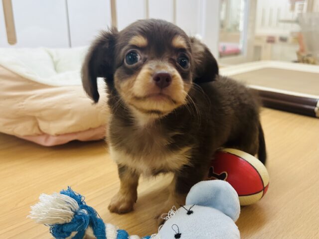 アピールする時は手が出ちゃう！？ミックス犬ちゃん(チワワ×ミニチュアダックス)