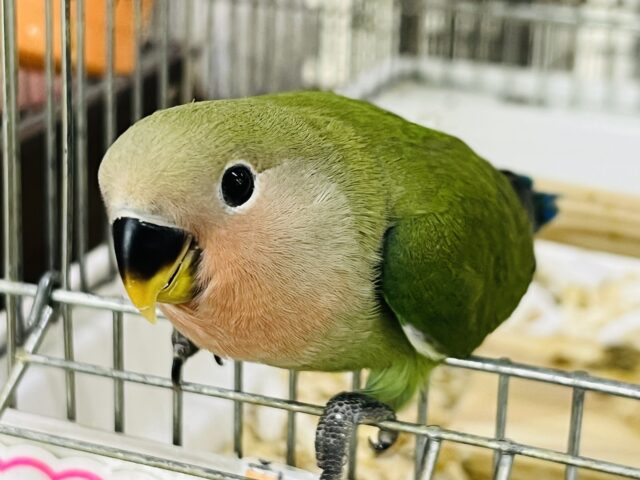 10/15更新☆甘甘ほわっと💚ちびちび小桜インコ（ノーマル）の雛入舎しました〜✨