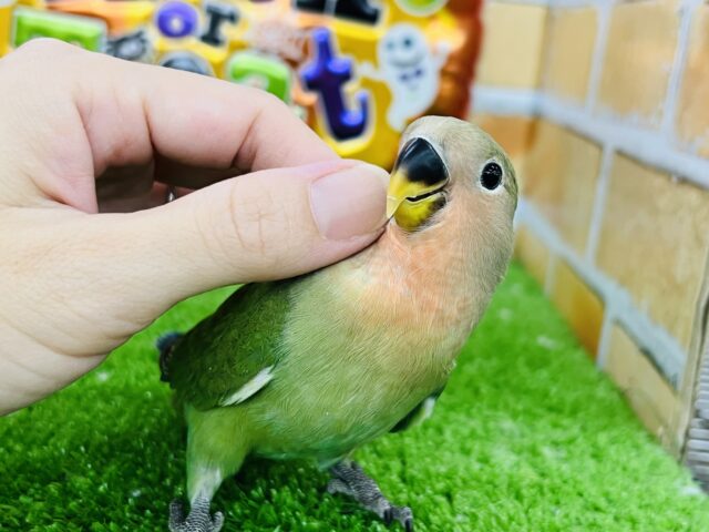 コザクラインコ（小桜インコ）