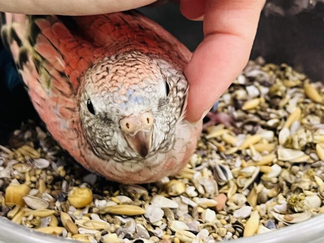 アキクサインコ（秋草インコ）