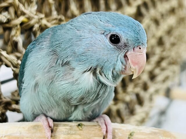 10/27更新☆甘えん坊ちゃん♡マメルリハコバルトの女の子♡