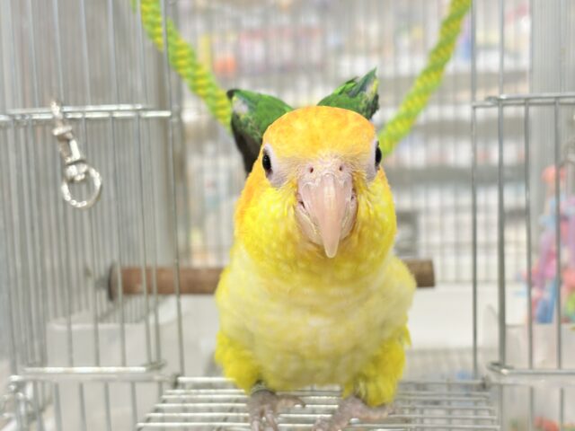 シロハラインコ