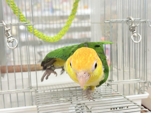 シロハラインコ