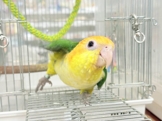 シロハラインコ