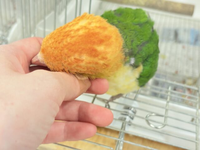 シロハラインコ
