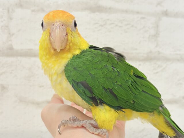 シロハラインコ