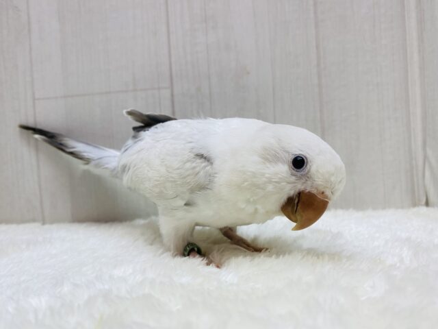 オキナインコ