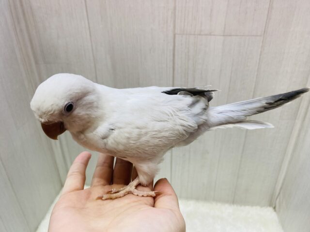 オキナインコ