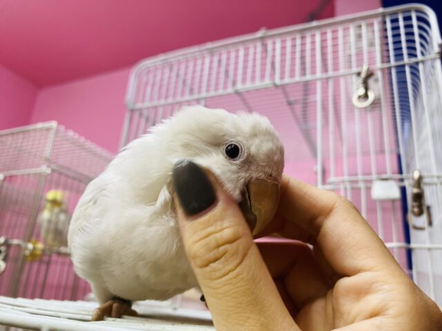 オキナインコ