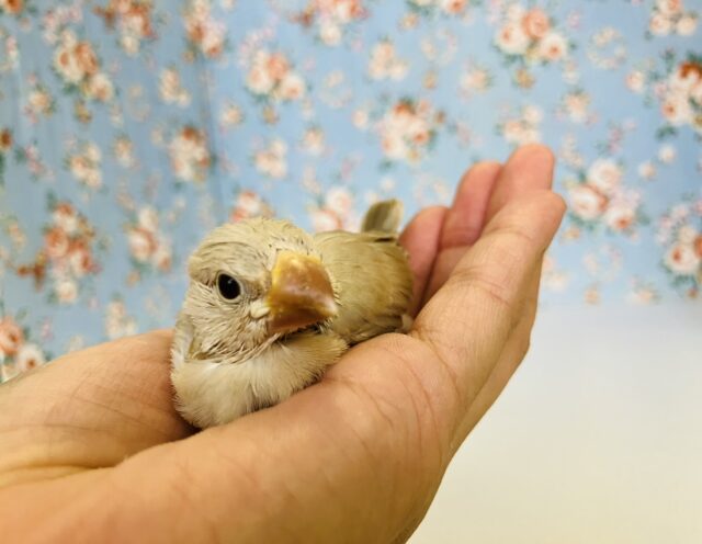 ■■■ 文鳥 ■■■