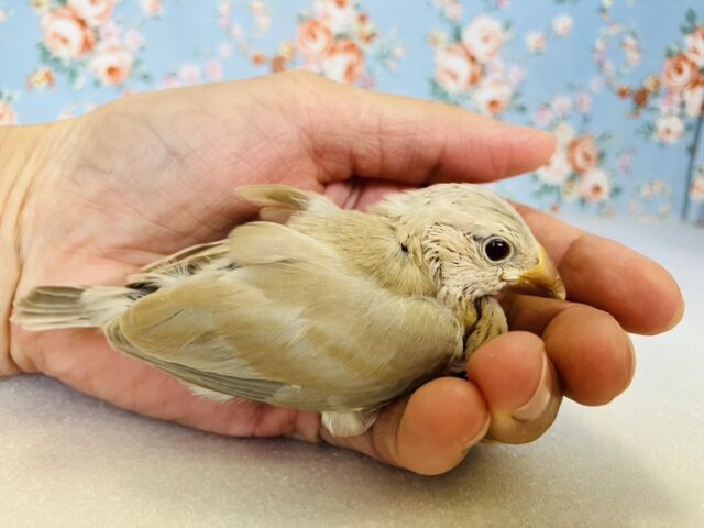 ■■■ 文鳥 ■■■