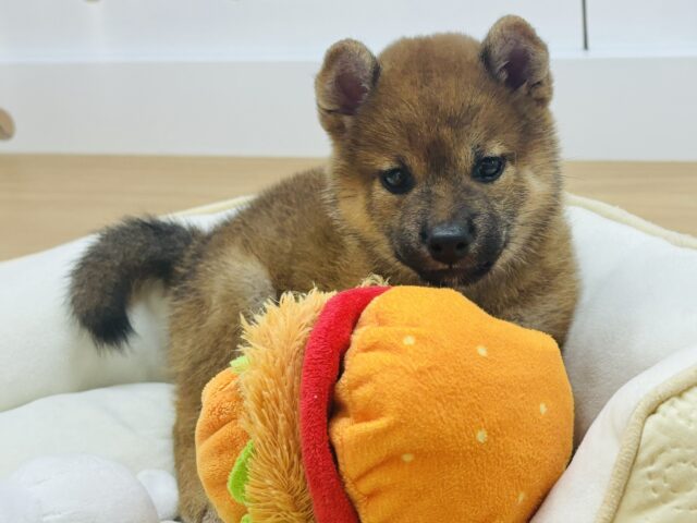 全身で愛の突進かましちゃる♡柴犬ちゃん！