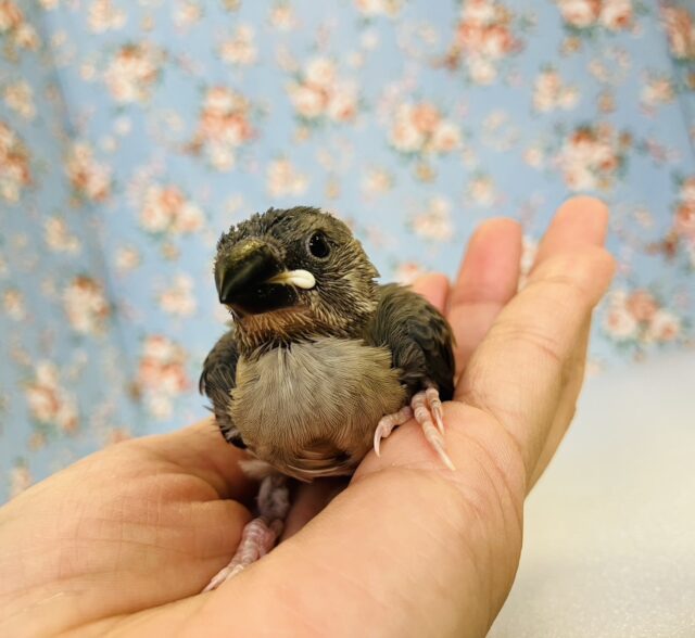 ■■■ 文鳥 ■■■