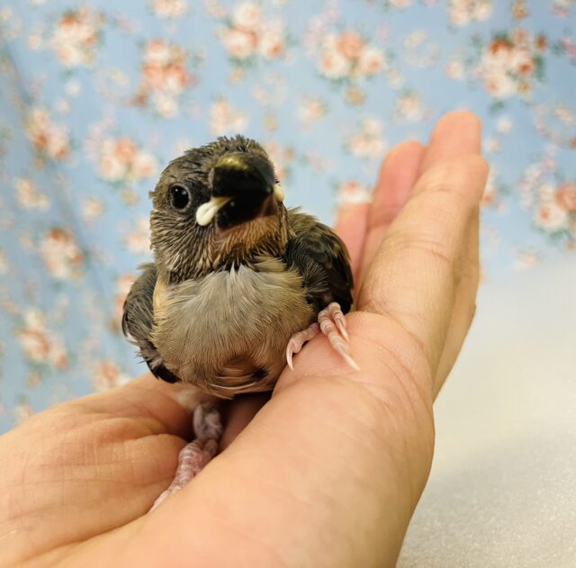 ■■■ 文鳥 ■■■