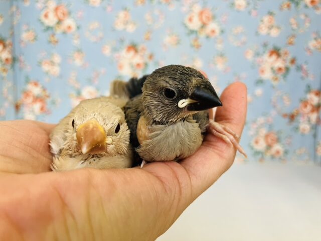 ■■■ 文鳥 ■■■