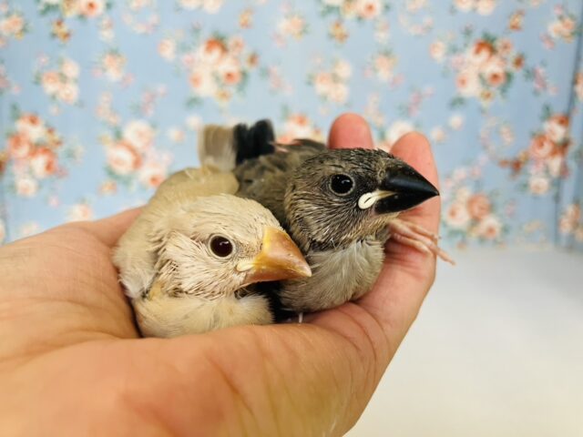 ■■■ 文鳥 ■■■