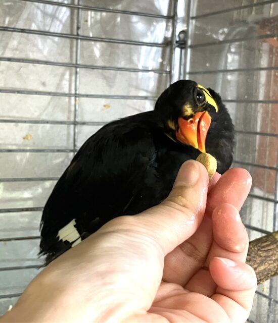 九官鳥（キュウカンチョウ）