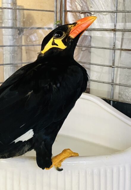 九官鳥（キュウカンチョウ）