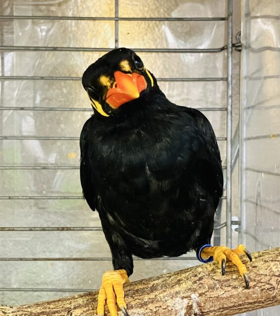 九官鳥（キュウカンチョウ）