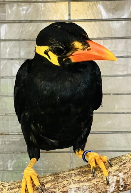 九官鳥（キュウカンチョウ）